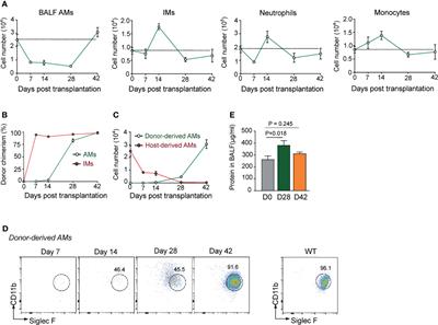 Cytokine Cocktail Promotes Alveolar Macrophage Reconstitution and Functional Maturation in a Murine Model of Haploidentical Bone Marrow Transplantation